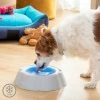 Kühlender Trinknapf Für Haustiere Freshty InnovaGoods -Hundefutter Geschäft 8435527824662 V0103681 000 MKT0 600x600
