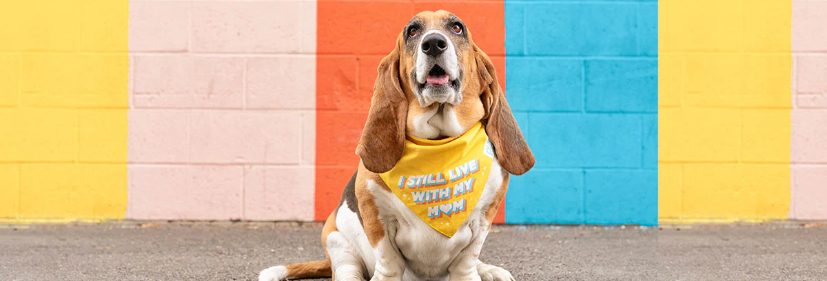 Hundefutter Geschäft -Hundefutter Geschäft Blog Image