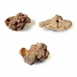 Torgas Kauwurzel - M