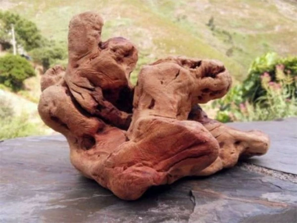 Torgas Kauwurzel - S 3 Torgas Kauwurzel - S